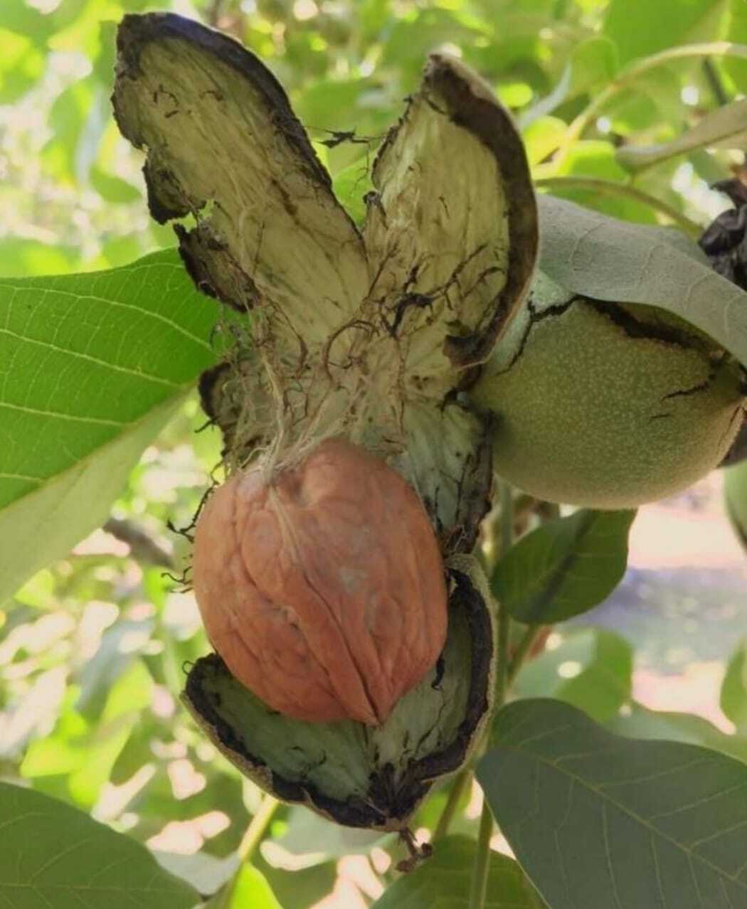 Imagen de WhatsApp 2025-11-12 a las 16.13.00_63dffeda