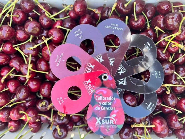 WhatsApp-Image-2025-10-24-at-08.30.57-1-768x1024